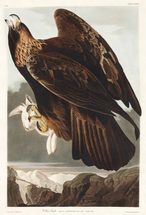 Picture of GOLDEN EAGLE