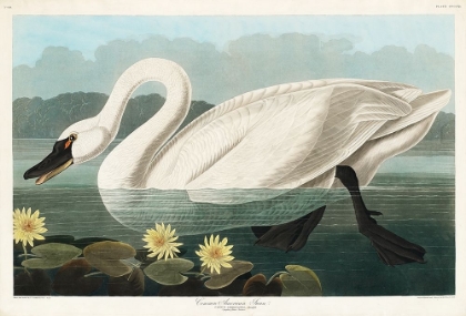 Picture of COMMON AMERICAN SWAN