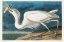 Picture of GREAT WHITE HERON