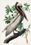 Picture of BROWN PELICAN