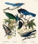 Picture of YELLOW-BILLED MAGPIE, STELLERS JAY, ULTRAMARINE JAY AND CLARKS CROW