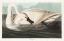 Picture of TRUMPETER SWAN
