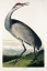 Picture of HOOPING CRANE