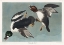 Picture of GOLDEN-EYE DUCK