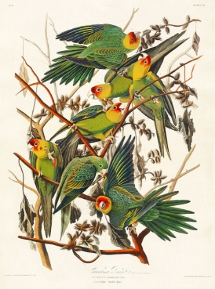 Picture of CAROLINA PARROT