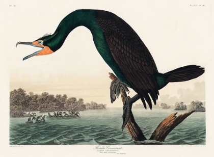 Picture of FLORIDA CORMORANT