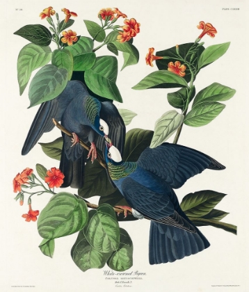 Picture of WHITE-CROWNED PIGEON