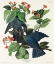 Picture of WHITE-CROWNED PIGEON