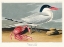Picture of CAYENNE TERN