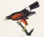 Picture of LOUISIANA HAWK