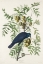 Picture of AMERICAN CROW