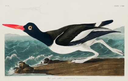 Picture of PIED OYSTER-CATCHER