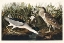 Picture of NIGHT HERON, OR QUA BIRD