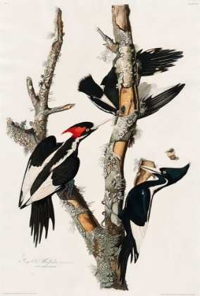Picture of IVORY-BILLED WOODPECKER