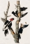 Picture of IVORY-BILLED WOODPECKER