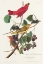 Picture of SUMMER RED BIRD