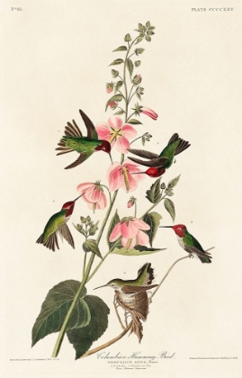 Picture of COLUMBIAN HUMMING BIRD
