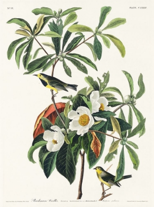 Picture of BACHMANS WARBLER