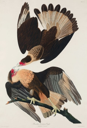 Picture of BRASILIAN CARACARA EAGLE