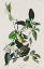 Picture of PALM WARBLER