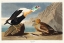 Picture of KING DUCK
