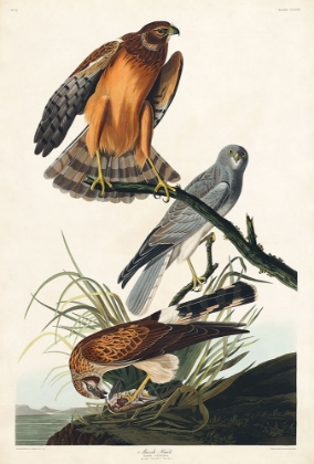 Picture of MARSH HAWK