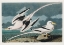 Picture of TROPIC BIRD