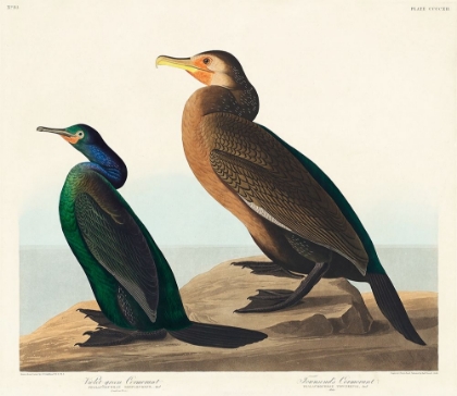 Picture of VIOLET-GREEN CORMORANT AND TOWNSENDS CORMORANT