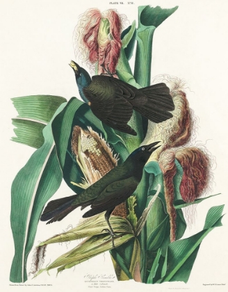 Picture of PURPLE GRAKLE OR COMMON CROW BLACKBIRD