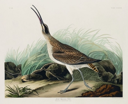 Picture of HUDSONIAN CURLEW