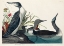 Picture of RED-THROATED DIVER