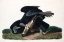 Picture of BLACK VULTURE, OR CARRION CROW