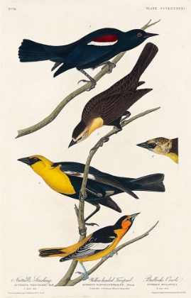 Picture of NUTTALLS STARLING, YELLOW-HEADED TROOPIAL AND BULLOCKS ORIOLE