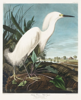 Picture of SNOWY HERON, OR WHITE EGRET