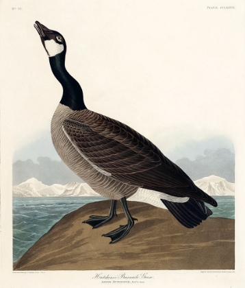 Picture of HUTCHINSS BARNACLE GOOSE