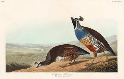 Picture of CALIFORNIA PARTRIDGE