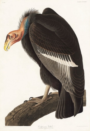 Picture of CALIFORNIAN VULTURE