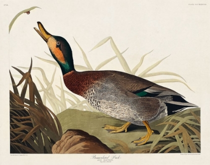 Picture of BEMACULATED DUCK