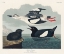Picture of BLACK GUILLEMOT