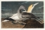 Picture of GANNET
