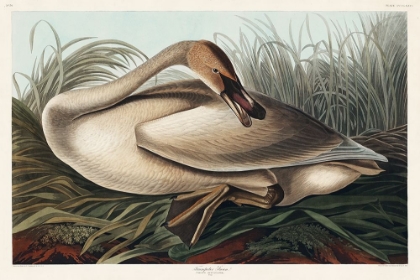 Picture of TRUMPETER SWAN