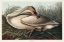 Picture of TRUMPETER SWAN