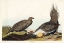 Picture of COCK OF THE PLAINS