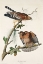 Picture of RED-SHOULDERED HAWK