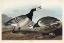 Picture of BARNACLE GOOSE