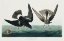 Picture of STORMY PETREL