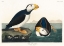 Picture of LARGE BILLED PUFFIN