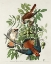 Picture of AMERICAN SPARROW HAWK