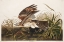 Picture of WINTER HAWK