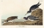 Picture of PURPLE SANDPIPER